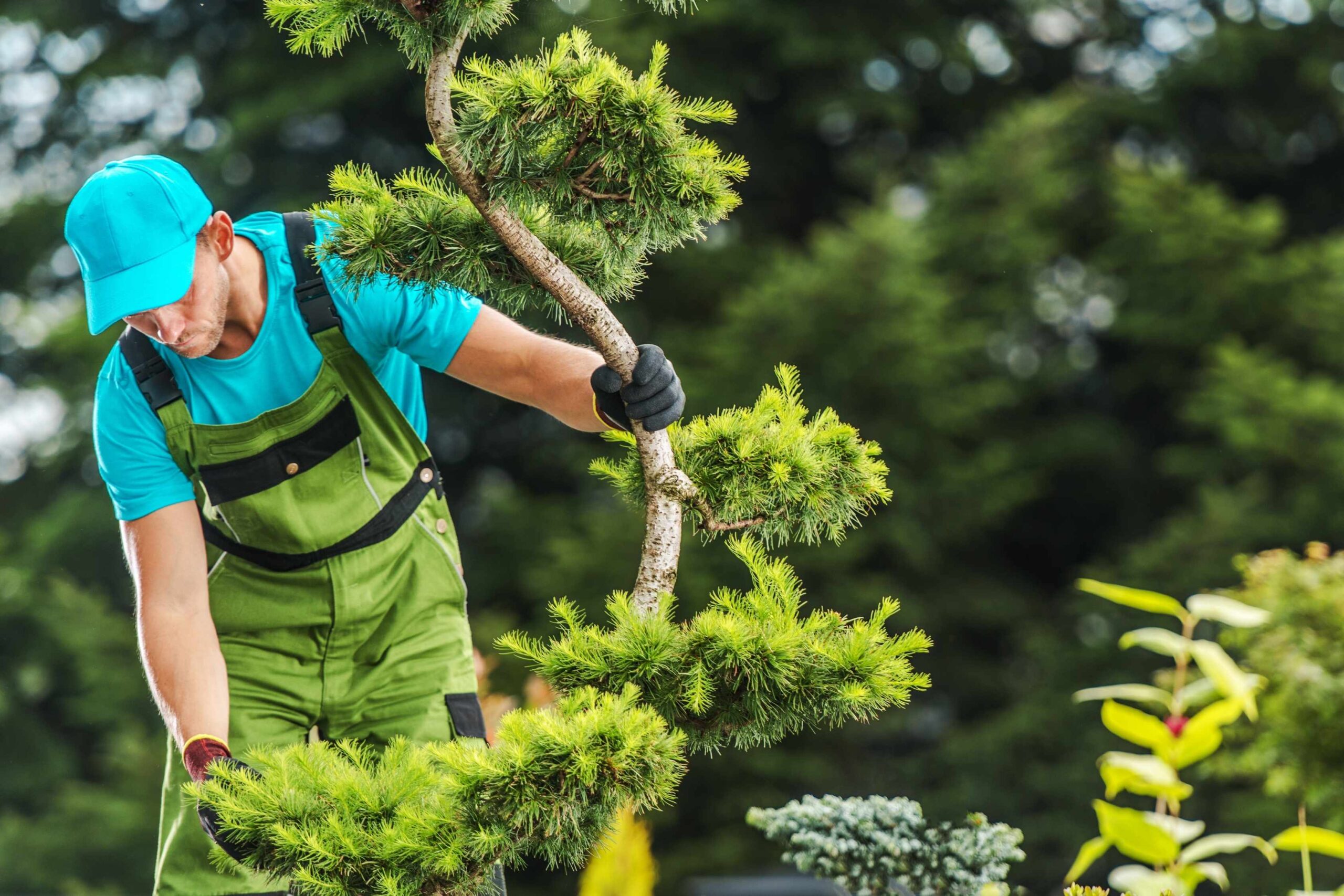 Finding Reliable Tree Removal Services Near Me